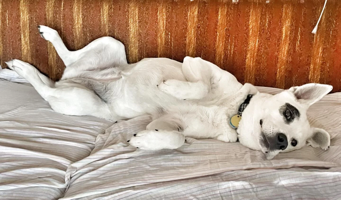 Send good vibes to Fern for her echocardiogram today! #shesallheart #shehatesthevet
#rvadogs #getpetinsurance #muttsarethebest