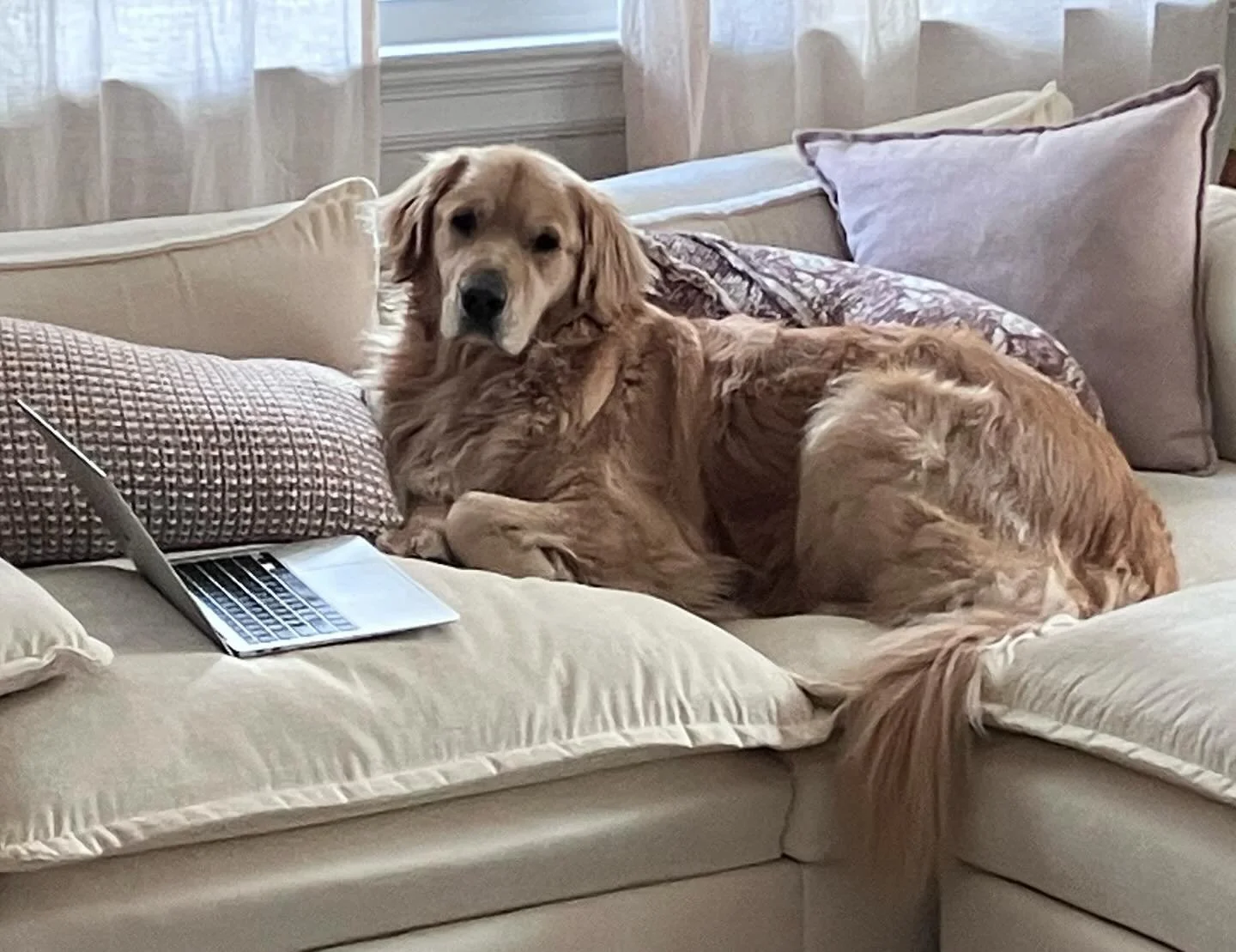 Teddy has had a ruff week at work! #tgif
#rvadogs #goldenretriever #workingdog #itsadogslife🐾