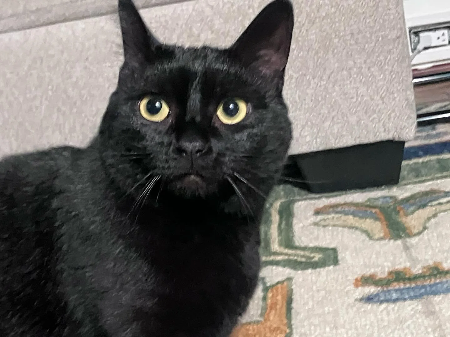 It&rsquo;s Mini! #caturday

#catsitter #rvacats #blackcat #rvapetsitter