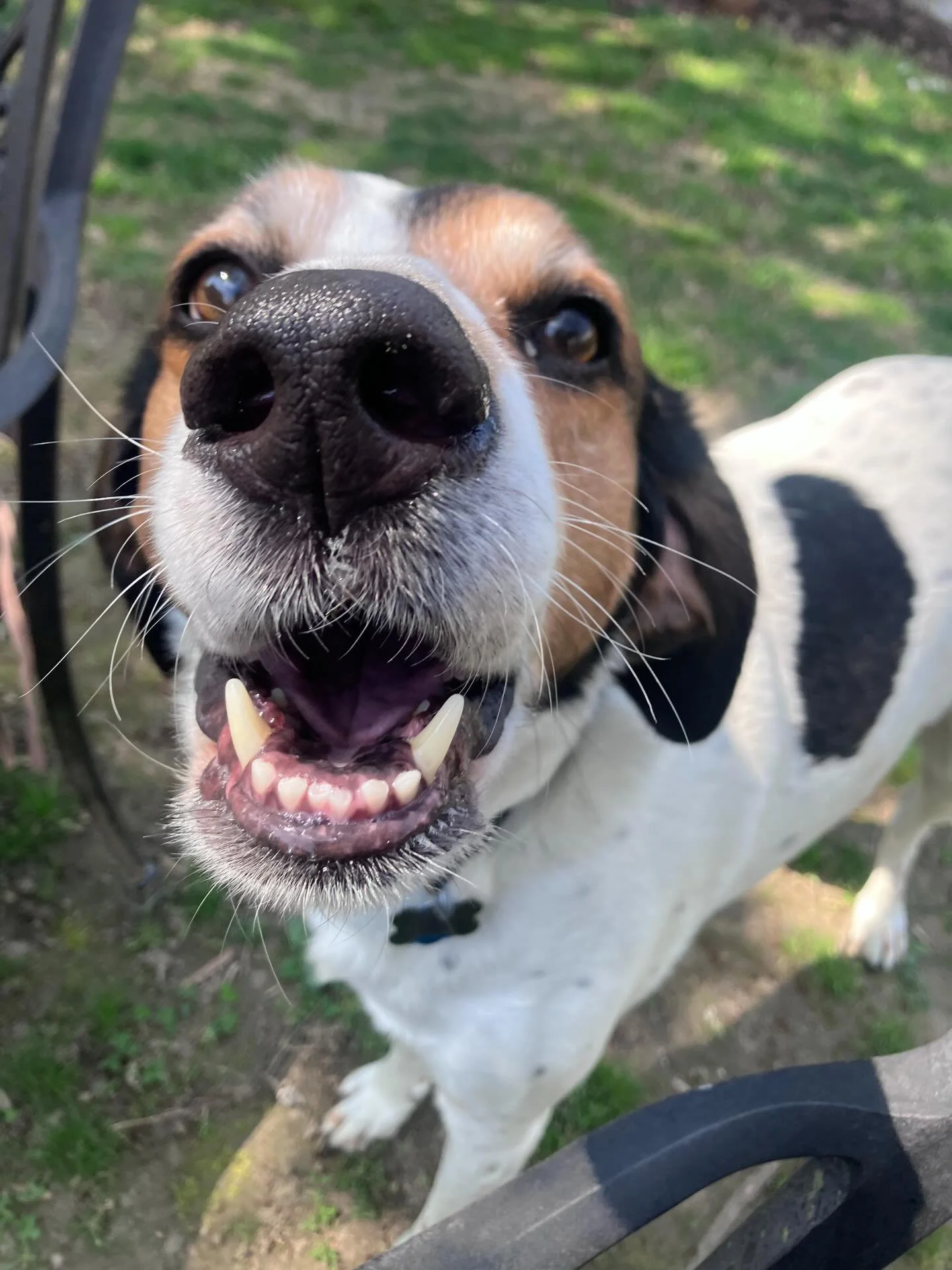 It&rsquo;s Delroy! #worldshappiesthound
#rvadogs #dogsitter #hounddog #rvadogsofig