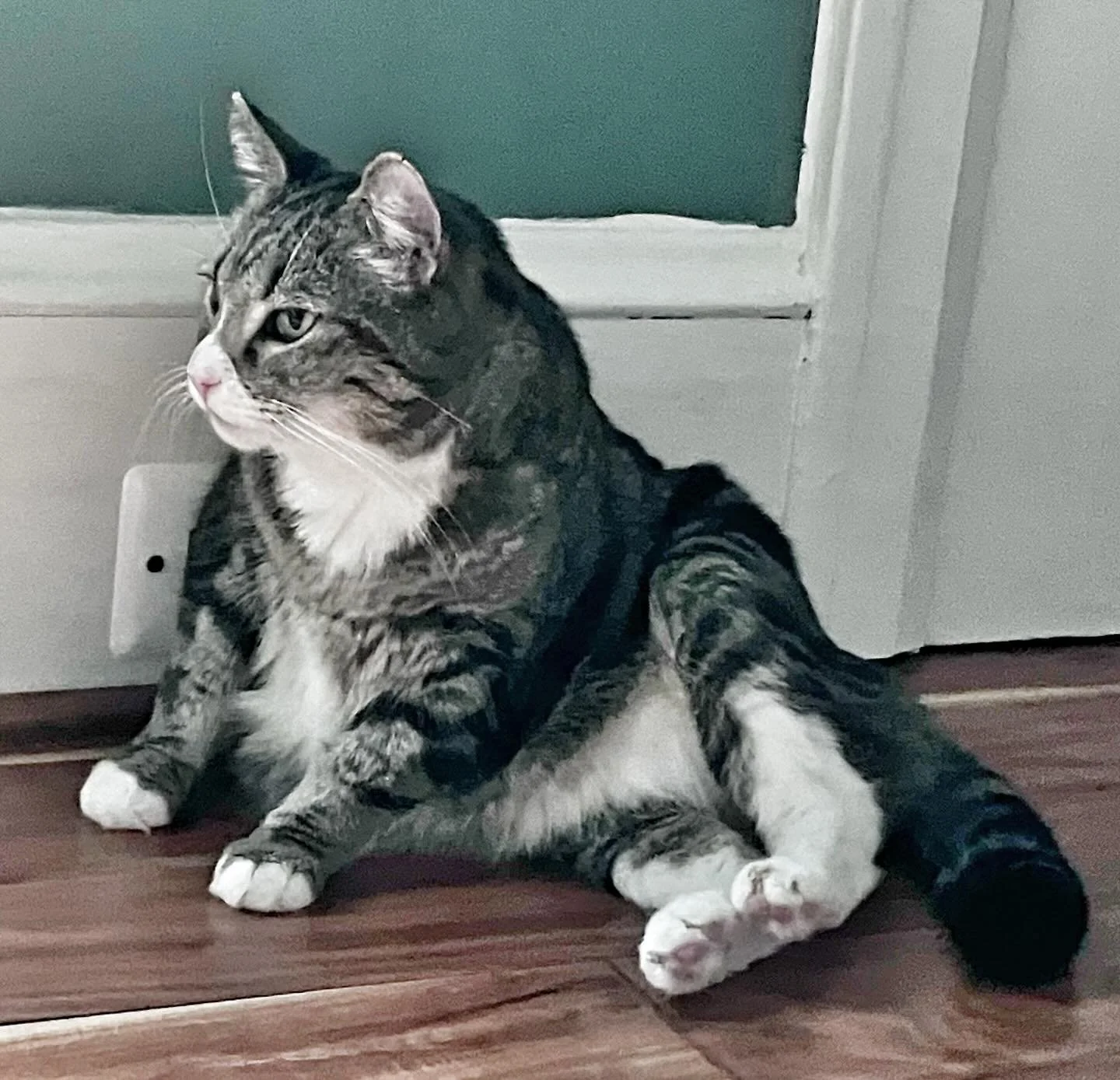 Just cats hanging out being normal. #caturday
#rvacats #catsitter #dogwalker #catsgram