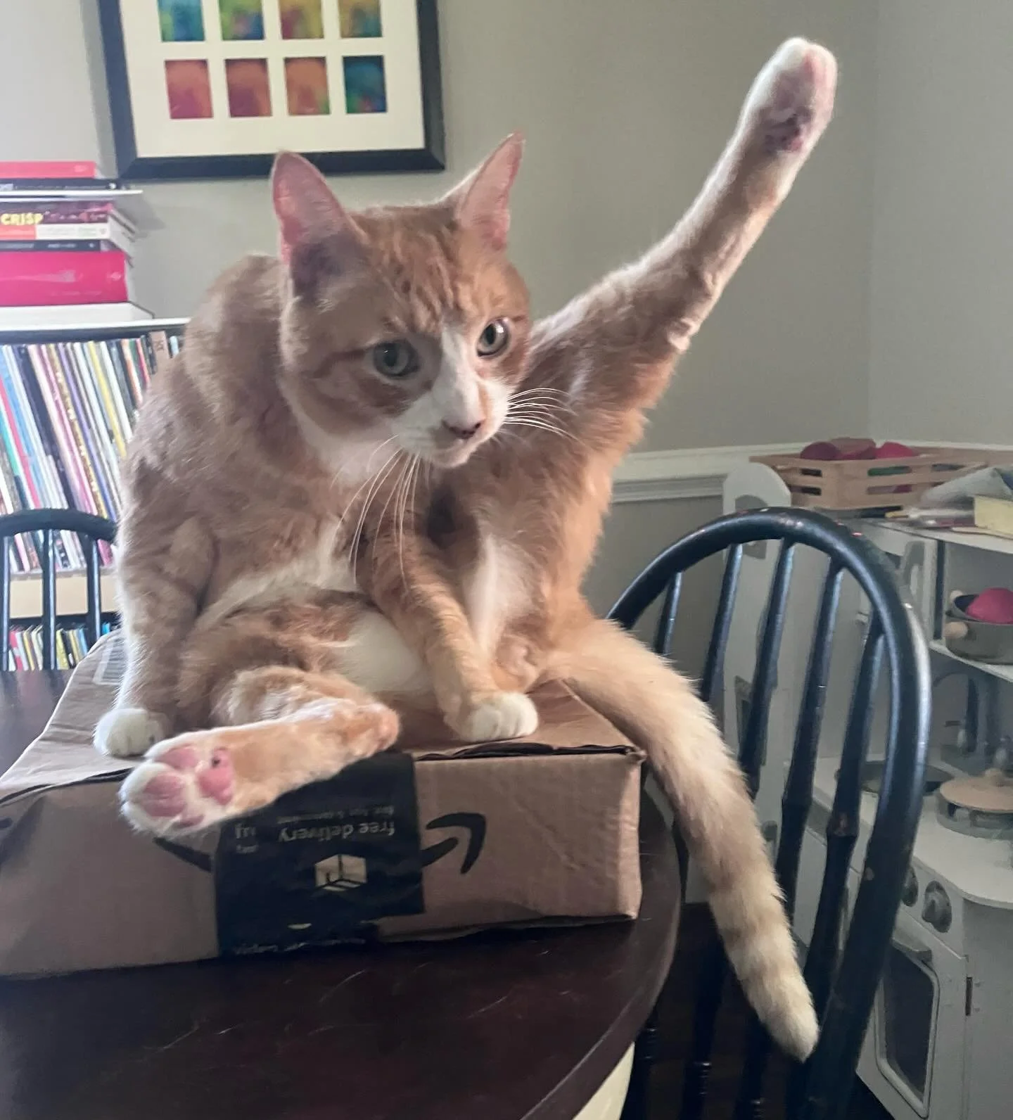 More cats being totally normal. #caturday #rvacatsitter #dogwalker #catscatscats