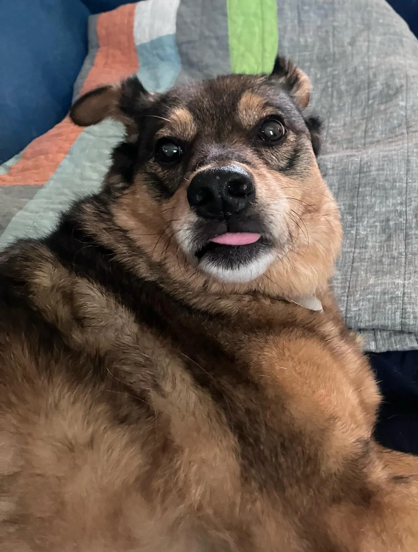 Zooey feeling sassy! #mlem #rvadogs #petsitter #muttstagram #happygal