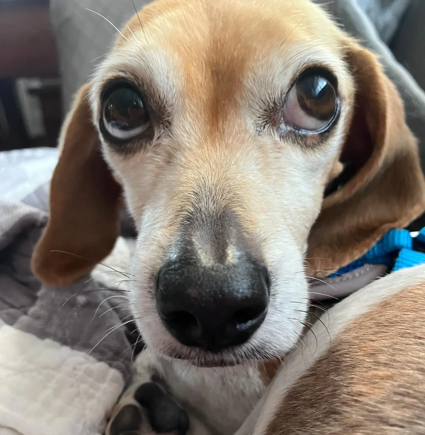 He&rsquo;s just a baby. #innocent!
#dogsitter #rvadogwalker #beaglesofinsta #petsitter