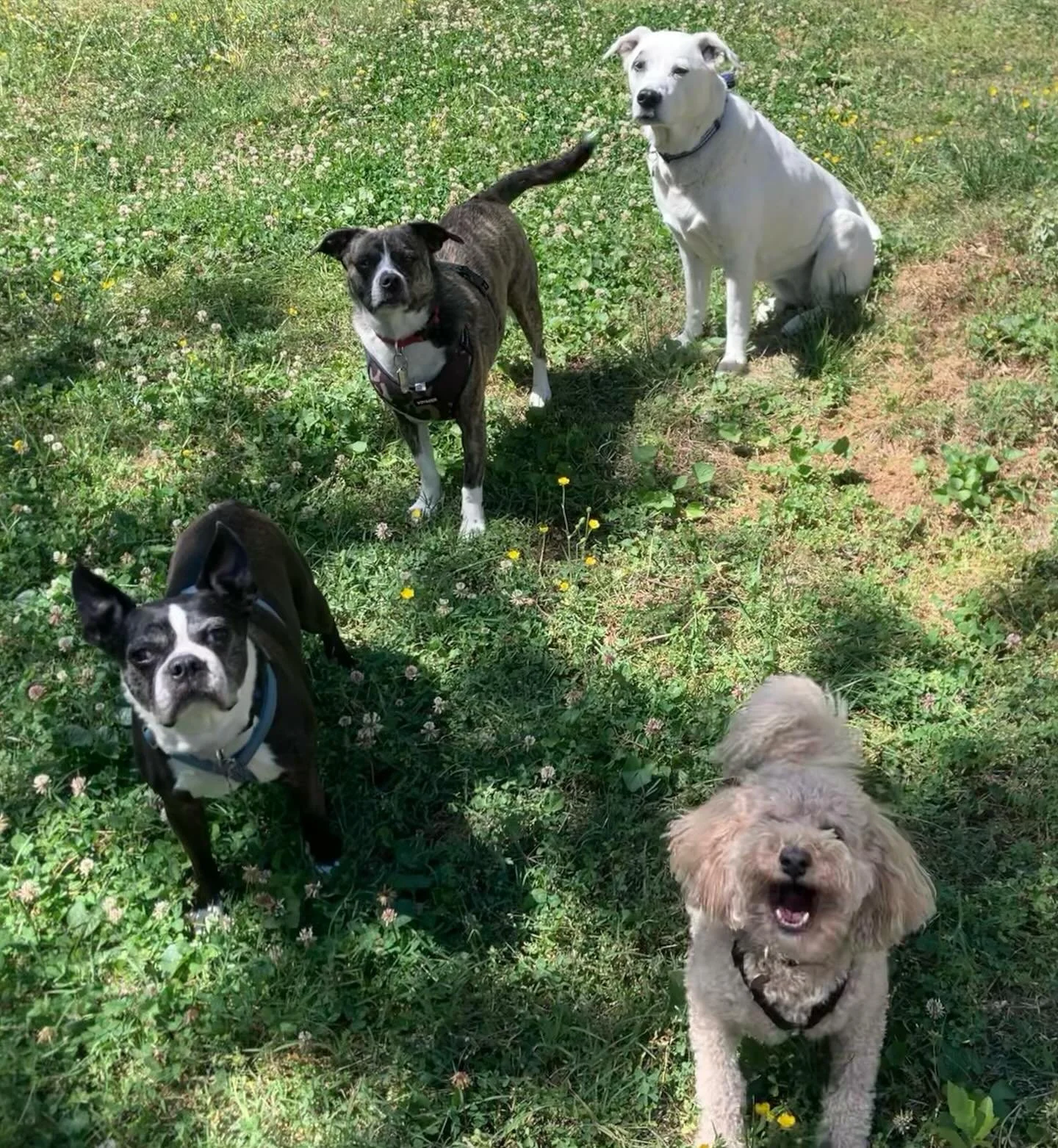 Roux is large and in charge. #gangstas #smalldogcrew #rvadogs #bostonsofinstagram #poodlelife