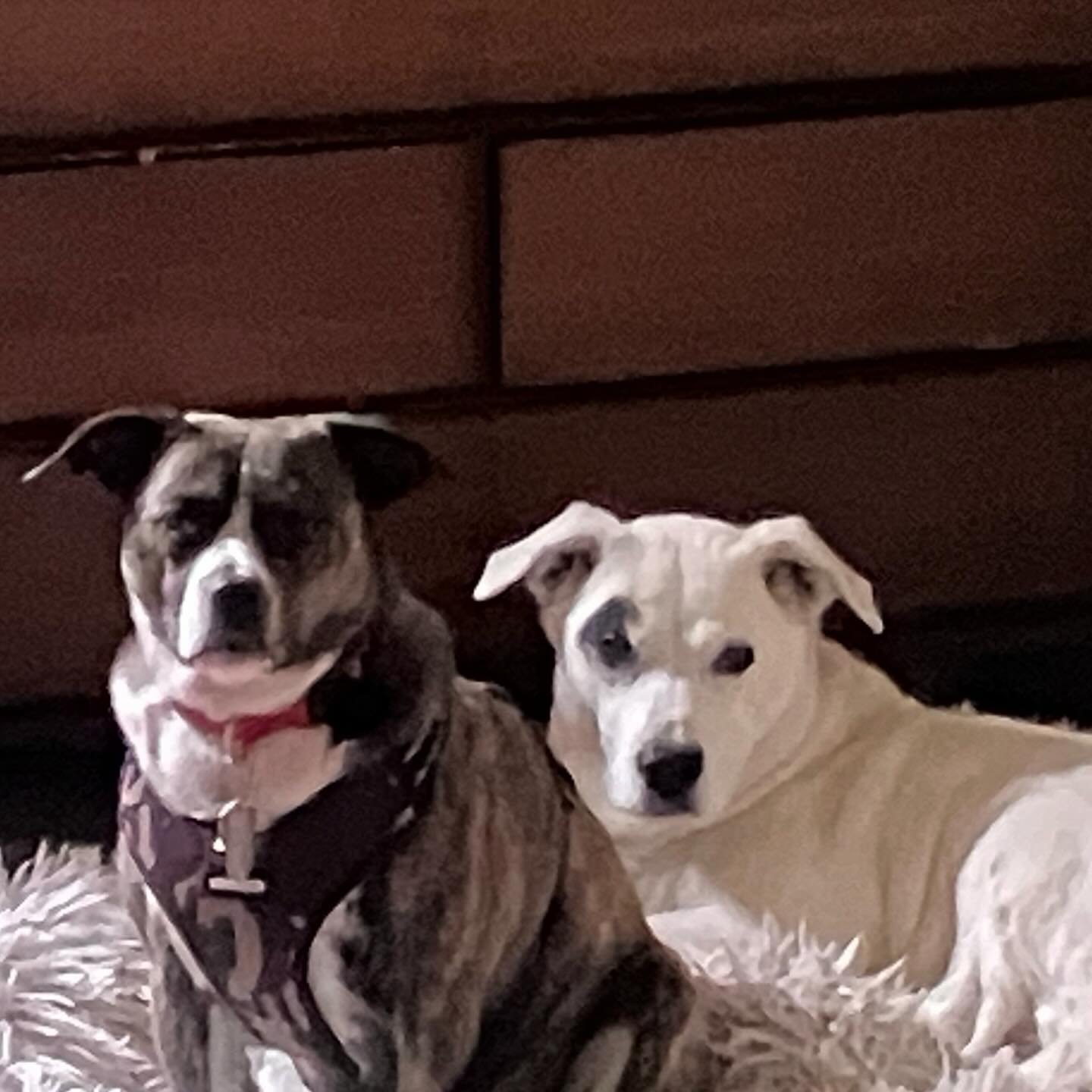 No one comes between Fern &amp; her man! #newcrush #dogsitter #rvadogs #bostonmix #muttsrulr