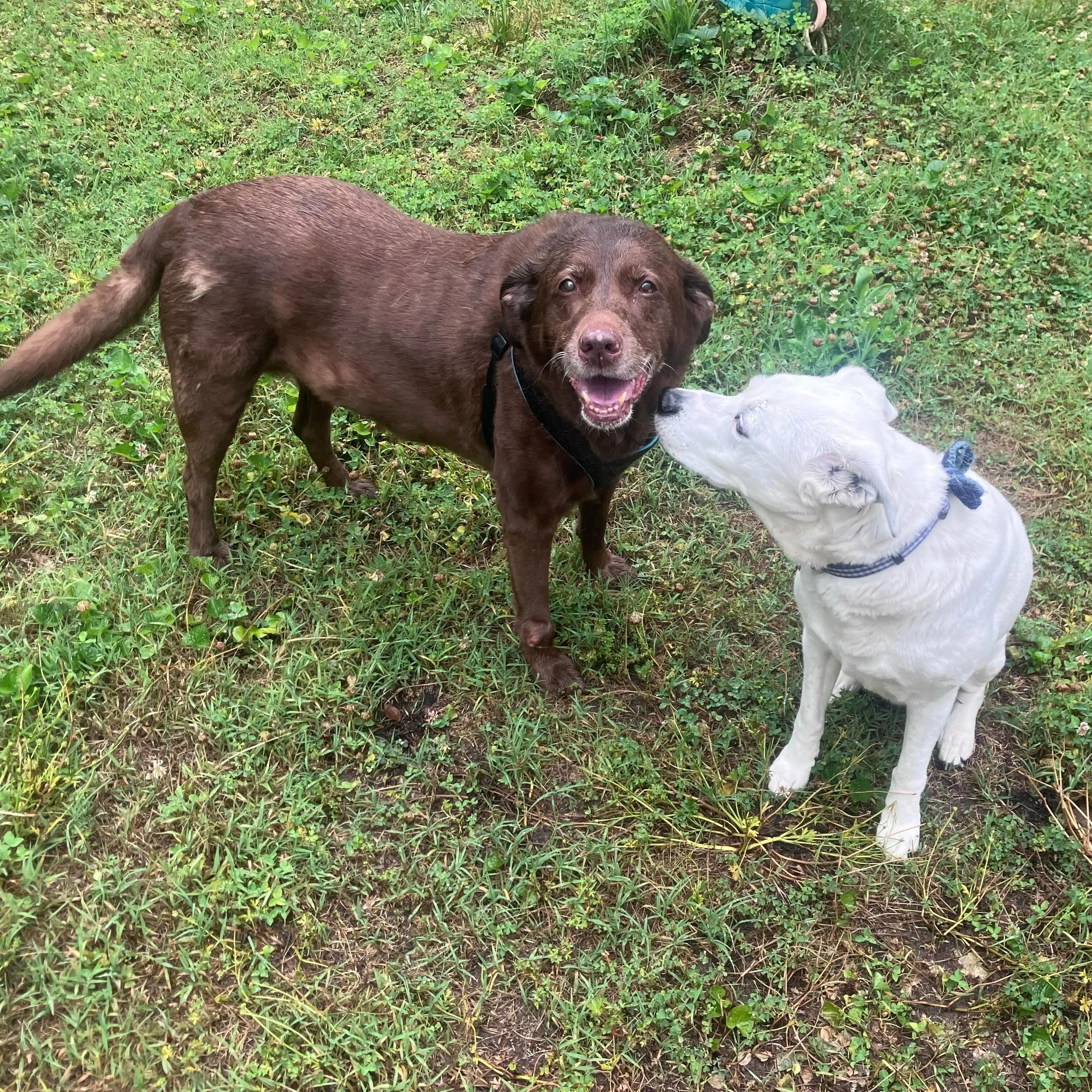 Besties in the rain. #fernisacaringnurturer
#rvadogwalker #petsitter #chocolatelabs #dogpals