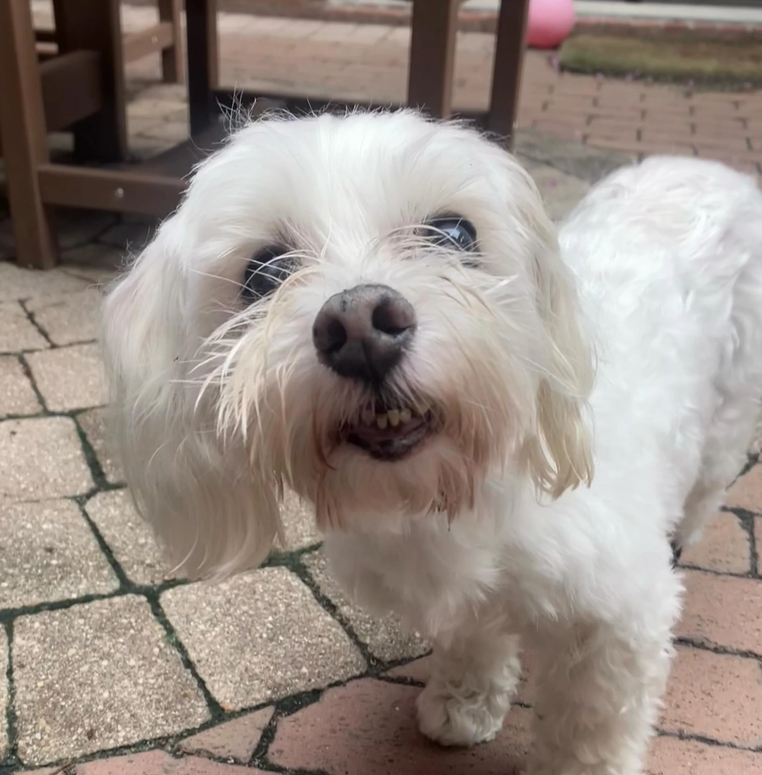 Cooper is ready for fun in the sun! #friyay #rvadogs #maltipoo #dogwalker #teefs