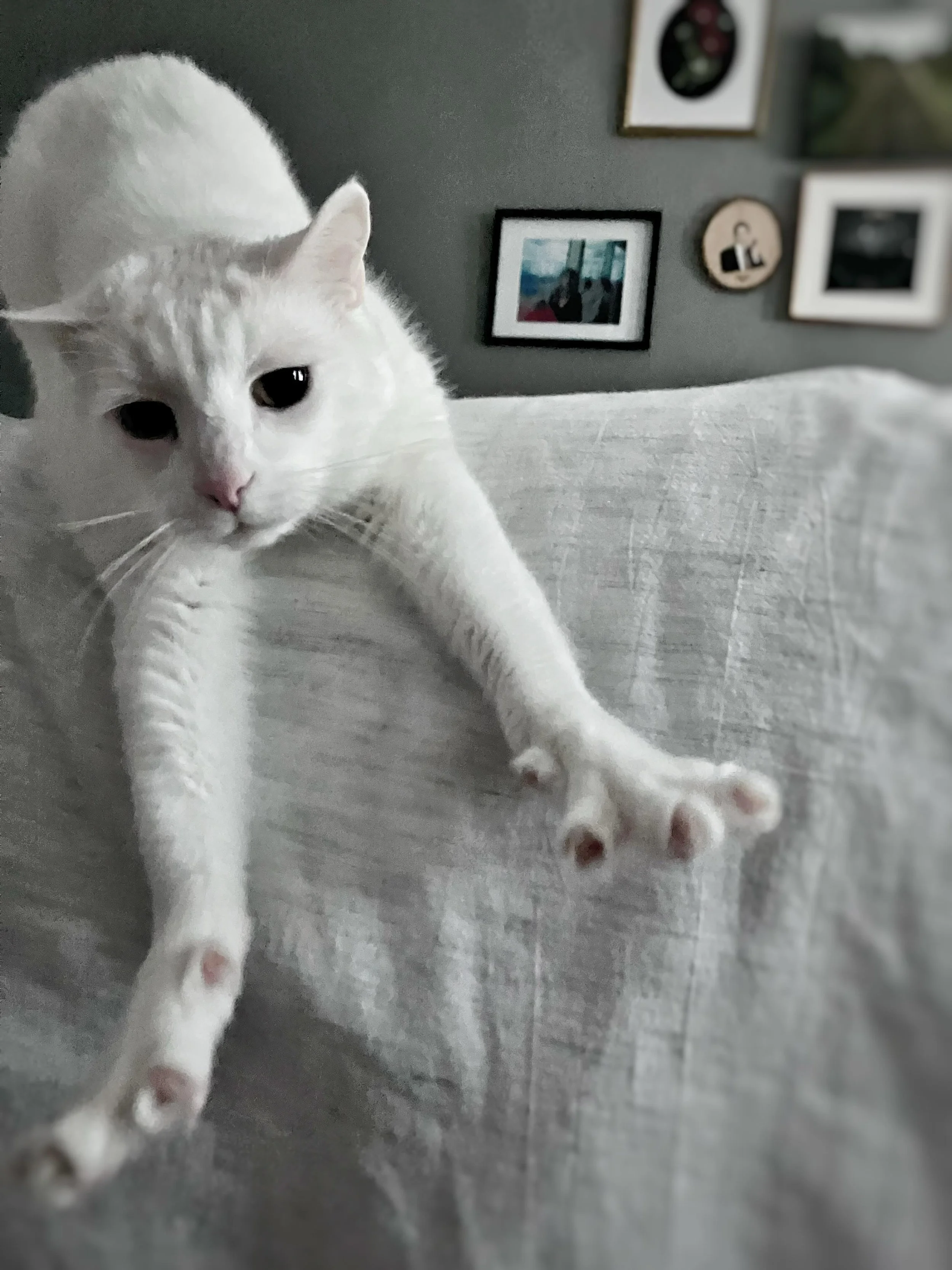 Korg is ready for #caturday! #petsitter #rvacats #catsitter