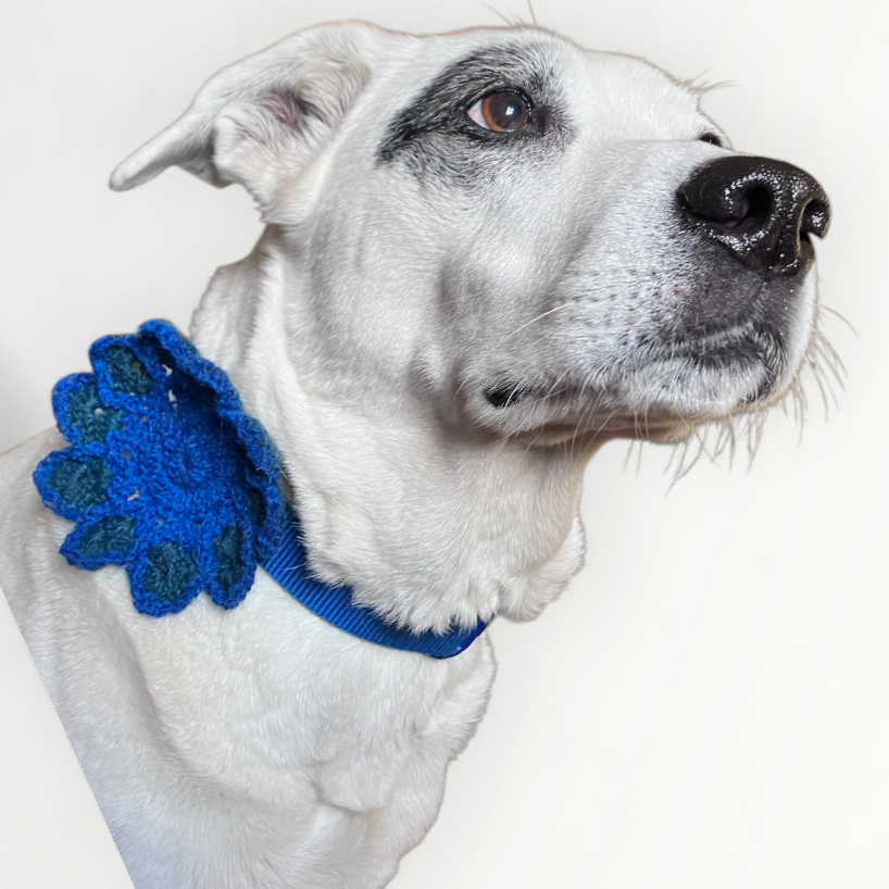 BDA91066-A5CB-4814-88F2-5F6A98357E4E.png