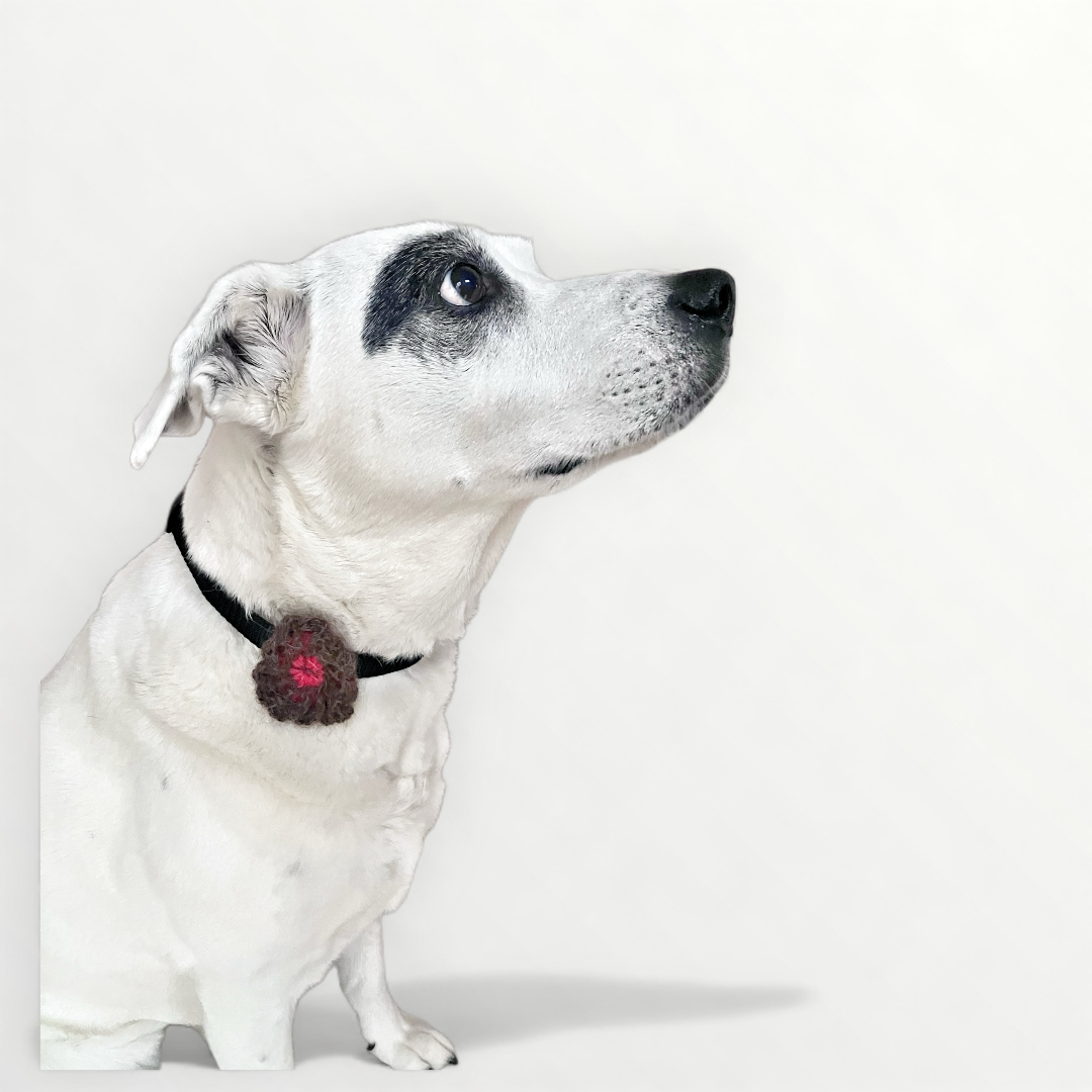 3C0E7953-7511-4D74-A362-576066463422.png