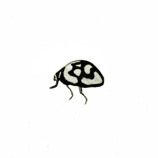 Jane Eppel Insect-X-Etching, 150x150.jpg