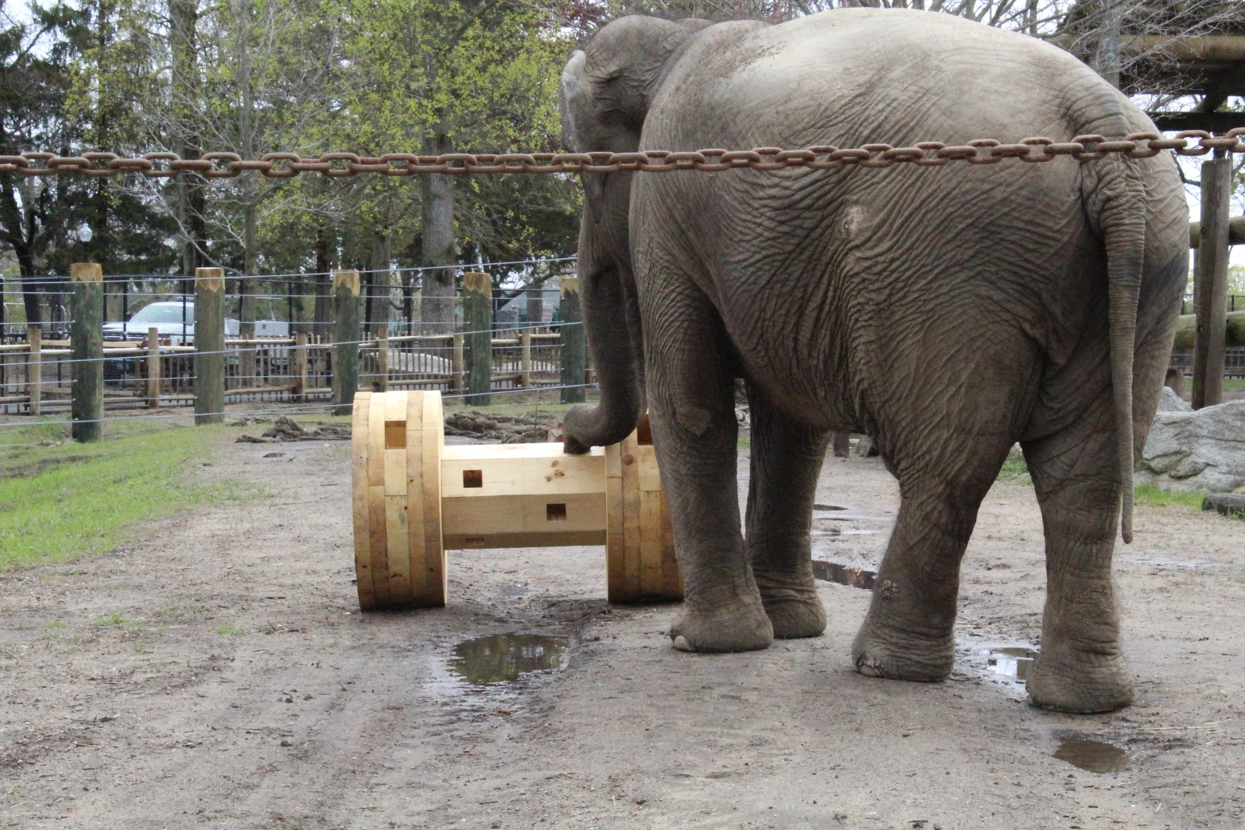 TOYS FOR ELEPHANTS — Handshouse Studio