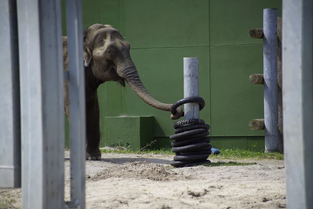 TOYS FOR ELEPHANTS — Handshouse Studio