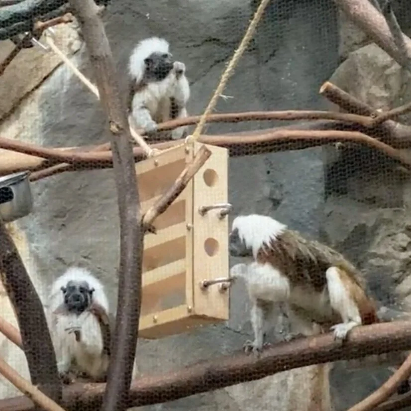 Toys for Monkeys is Back!