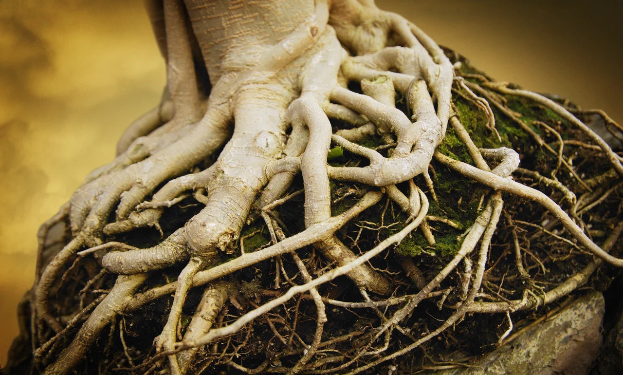 roots.jpg