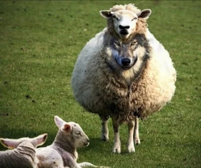 Wolf-In-Sheeps-Clothing.jpg