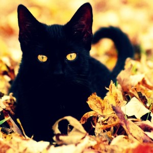 The History of Halloween: Black Cats — Desirée M. Mondesir