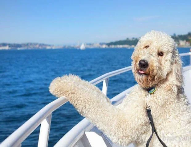 Goldendoodle16.jpg