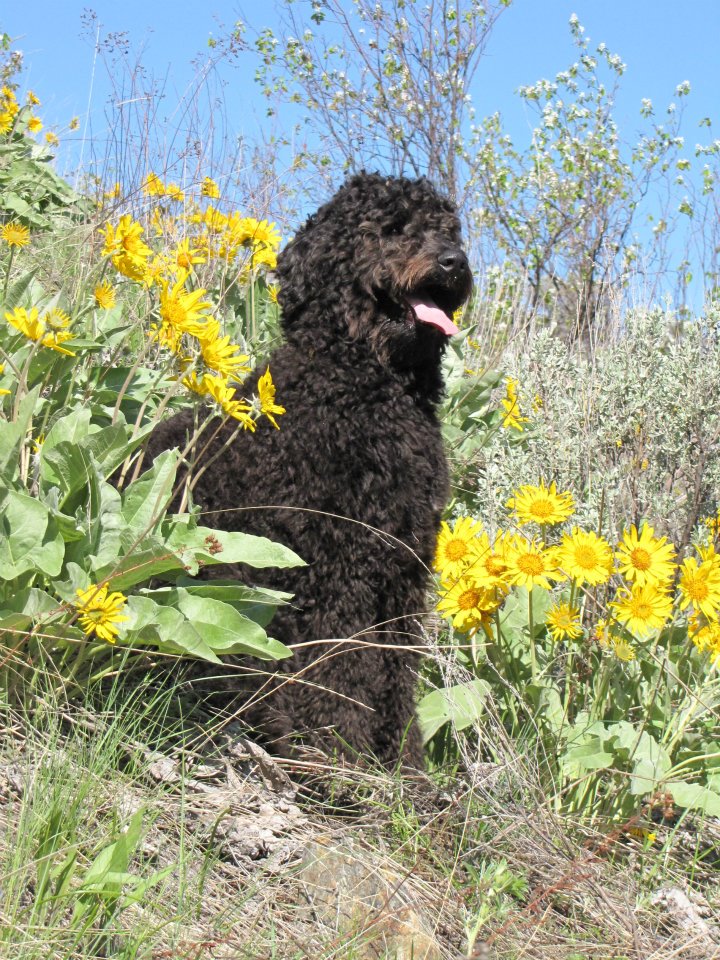 ' Buddy" the aussiedoodle that was born on April 20, 2011. He is an extremely good dog that we have not had any trouble with. Easy to train and a super sweet personality. As a result, he is HUGELY spoiled! Thanks again for the great addition to our family. The Klines. — with Jana Kline .