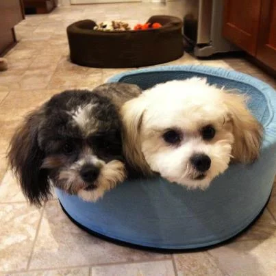 LEXY & LUCY our Shichon girls Lexy and Lucy are now 8 months old, and could not be any different. Lexy is ready for anything, always eager to go someplace. Lucy would rather just stay home and snuggle. You would never know they were sisters unless you knew. Mike and Grace Norman, Parksville Bc. — with Grace Norman .