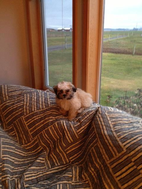 ELIZA This is Eliza. We love her to pieces. She is the best little dog. Thank you so much Star View Kennels. I would highly recommend you to anyone. — with Pat Kohl Fleming .