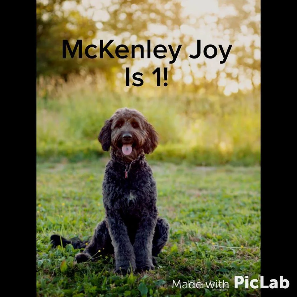 So thankful to Star View Kennels for blessing us with the best dog! She is beyond what we could ever imagine. Thank you! — with Julie Walker- Martin .