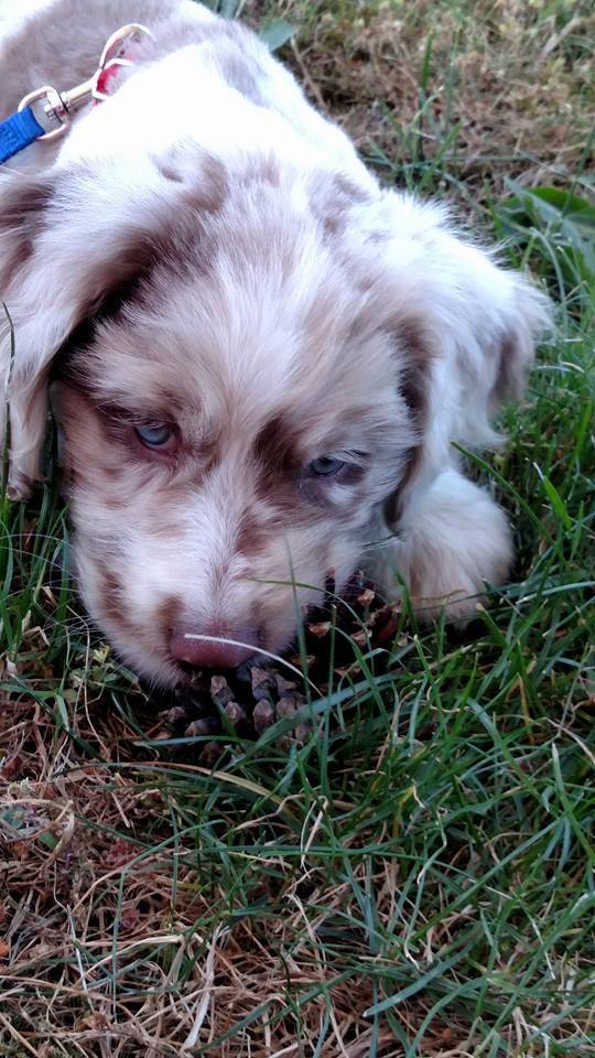 BOOMER Thank-you Star View kennels for our aussiedoodle, Boomer! Star View Kennels totally ROCKS!!! — with Cathy Quarry Langohr .