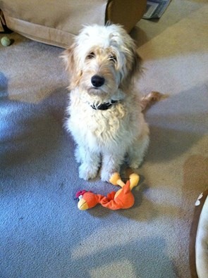 BAILEY Here is Bailey, six months old now and we love her so much! First grooming tomorrow then she get's spade on the 9th. — with Judi Stalwick Dalziel .