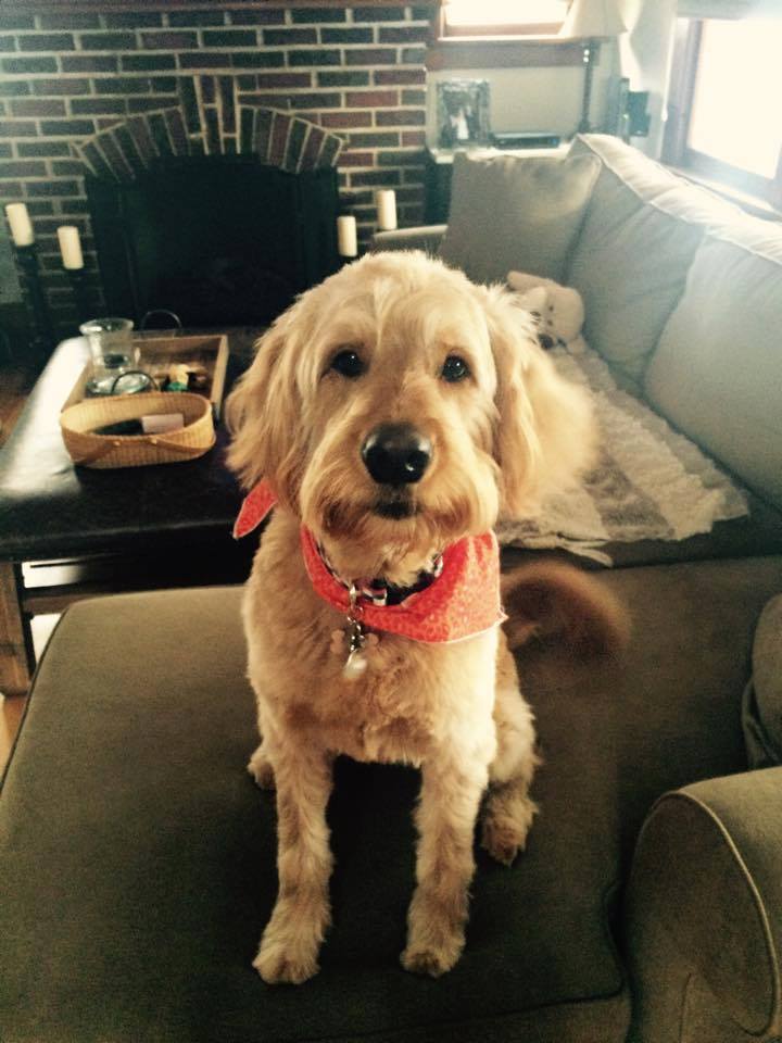 XENA Two years ago our goldendoodle xena was born! Here she is on her bday today! Thank you guys for giving us the best dog ever! We love her!!!!! — with Gina Santina Demetriades .