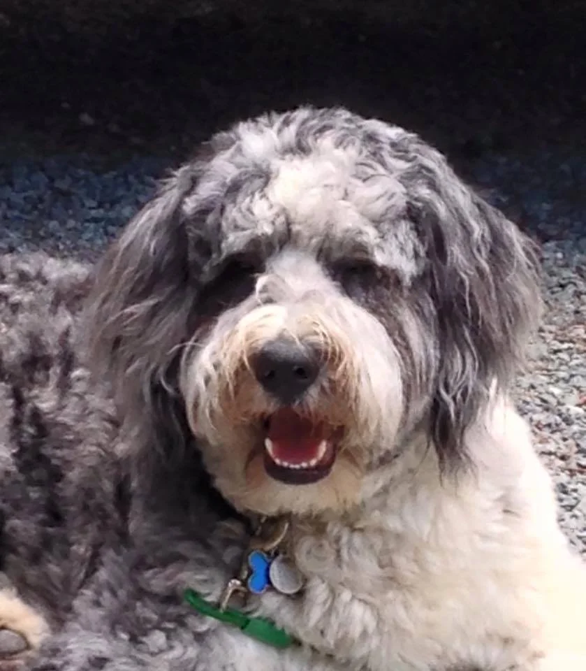 BREWSTER Hi Star View Kennels. This is Brewster. He's an Aussiedoodle we got from you in December 2013, from your last Aussiedoodle litter. He's almost a year and a half now. Just wanted to let you know how much we love him! Brewster is a very sweet boy and he's really smart. He's a bit bigger than we thought he'd be; weighing in at around 75 lbs. He has a wonderful personality and loves everyone. Anyway, just wanted to give you an update and say thanks. — with Sandi Appleton .
