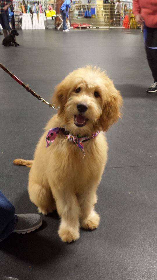 DAISY Star View Kennels. Daisy is the star of the class. What a wonderful dog!! — with Evelyn Steele Goldsmith .