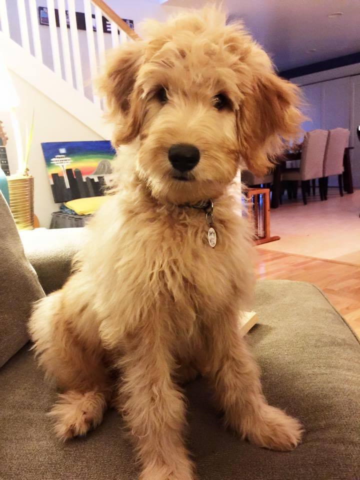 TEDDY Teddy at almost 20 weeks old. So fun and incredible personality. We love him! — with Melissa Boroughs