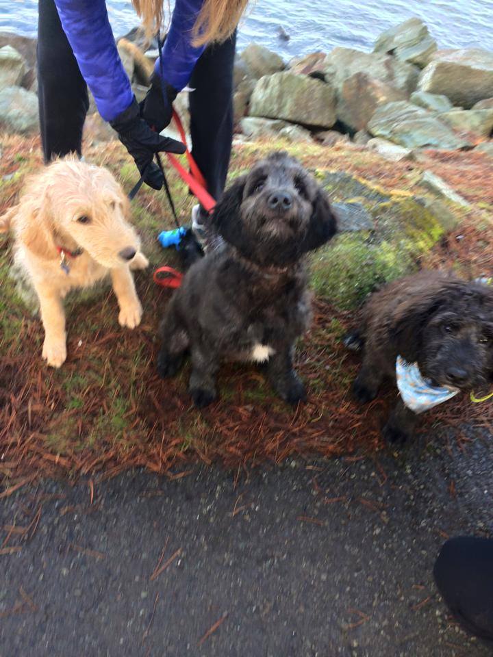 We tried to take a cute Doodle photo during our walk today. Getting three dogs to pose is not as easy as one would think. We all love our Doodles! We have regular play dates and sometimes they have been known to have sleepovers. smile emoticon Your dogs make the best puppies! — with Teresa Werner