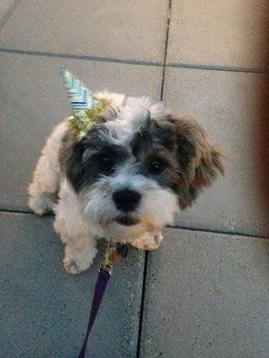 BIJOUX My one year old Shichon, Bijoux, is a gregarious and playful boy. He adds laughter, joy and love to my life. And a doggie birthday party is loads of fun! — with Mooj Uice