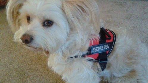 *CAPTAIN* Living with RSD Our friend Marcie Dillard shared: "This is captain my service dog in his new jacket. He is my hero and when nobody is around he has never failed me. Anxiety, agoraphobia and panic attacks are less because he is always by my side. He was bred by Starveiw kennels and found his way to me after being purchased. They are so proud of him the bought his jacket. The breed non shedding dogs of all sizes and have many cross breeds that make great service animals. We are all grateful for captain." Congratulations Marcie! — with Marcie Ann Beuhler