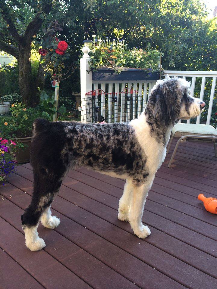 CHARLIE Charlie is 1 year old today! So glad we have our Aussiedoodle from Star View Kennels. He's a big lapdog who is smart as can be and loyal to kids and hubby. Loved going in Puget Sound this summer. Doing herding school this fall. Happy Birthday Charlie and thank YOU for your continuing support!! — feeling thankful. — with Ronnie Bush