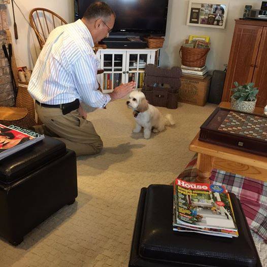 ANGUS A year ago tomorrow we picked up our little Angus. He is the best! He is a bright and energetic little guy that our vet says will make a great therapy dog. We love our little boy. Thank you Star View Kennels! — with Carol Hatch Ludlam
