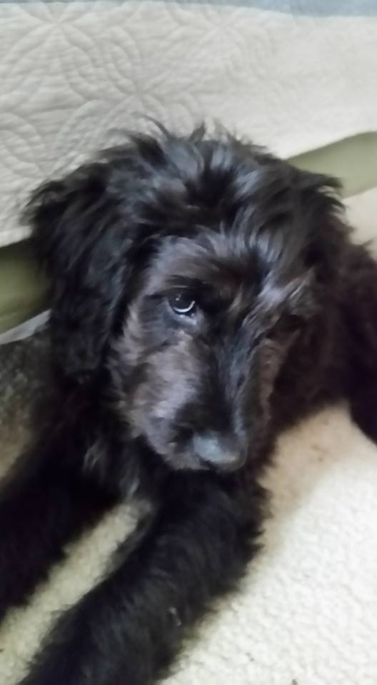 THEO Star View Kennels , we are loving this little Theo! Thank you so much!! - Martha Bryhn Partridge 