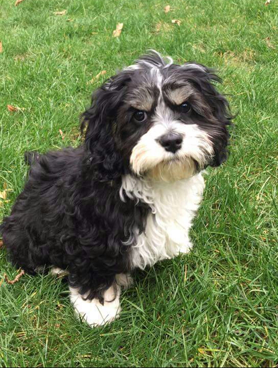 cocker bichon puppies