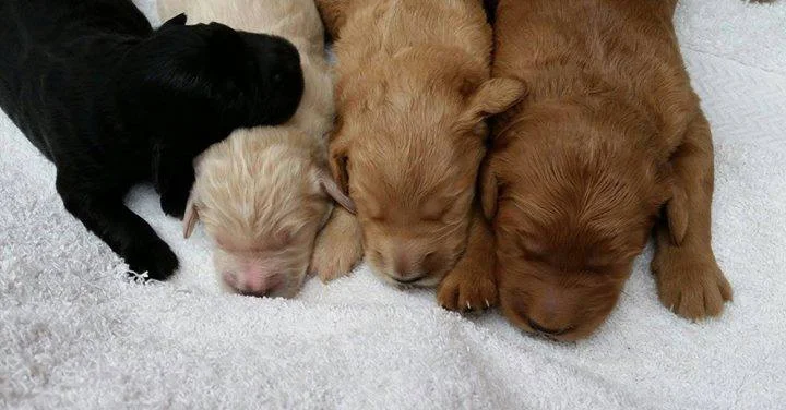 "Love is a four-legged word."