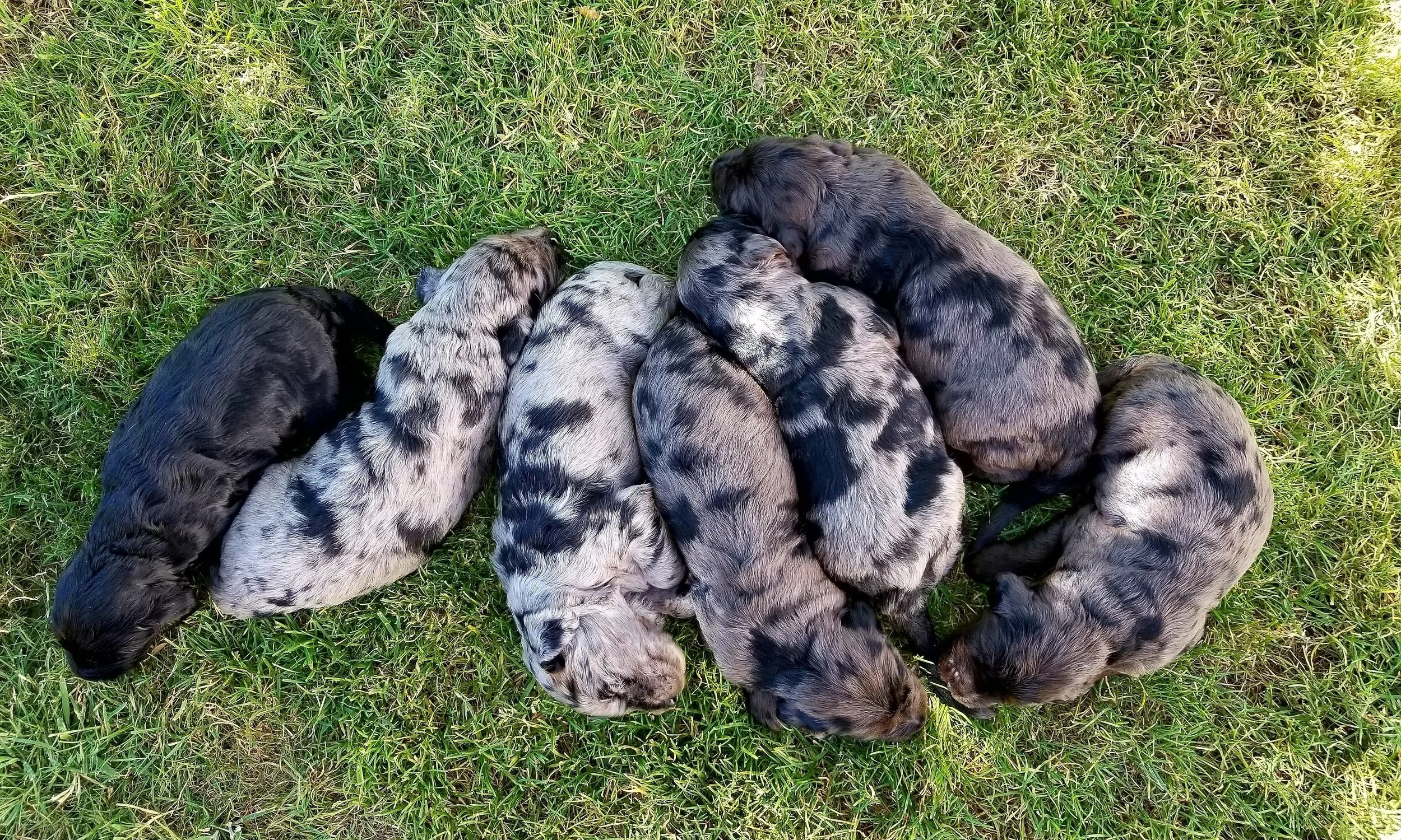 “Dogs are not our whole life, but they make our lives whole.” — Roger Caras