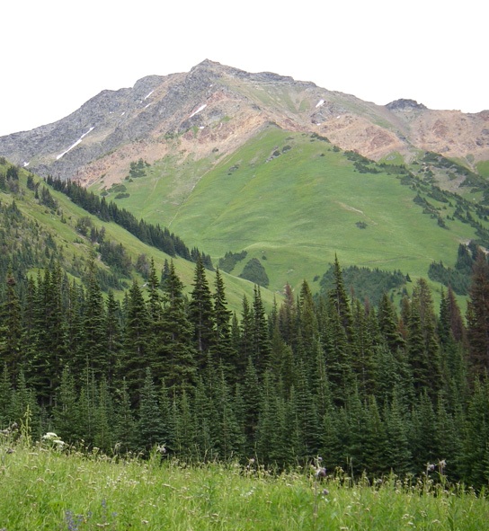 The mountains between Duffy Lake and D'Arcy provide excellent summer grizzly habitat.