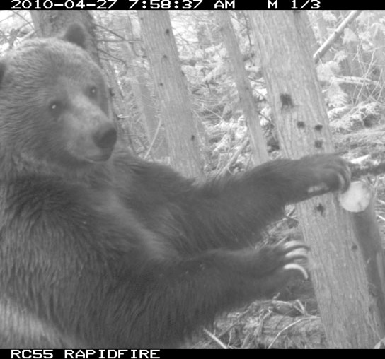 Grizzly bear captured on remote camera in the North Cascades near Manning Park and the BC/US border.