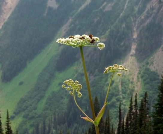 Bees on parsnip, an important springtime food for grizzly bears.