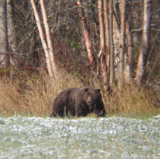 This big, placid male was shot illegally near the Lillooet River north of Pemberton (by a hunter who claims he mistook it for a black bear).