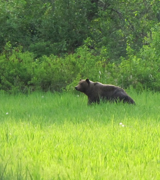 grizzly.jpg