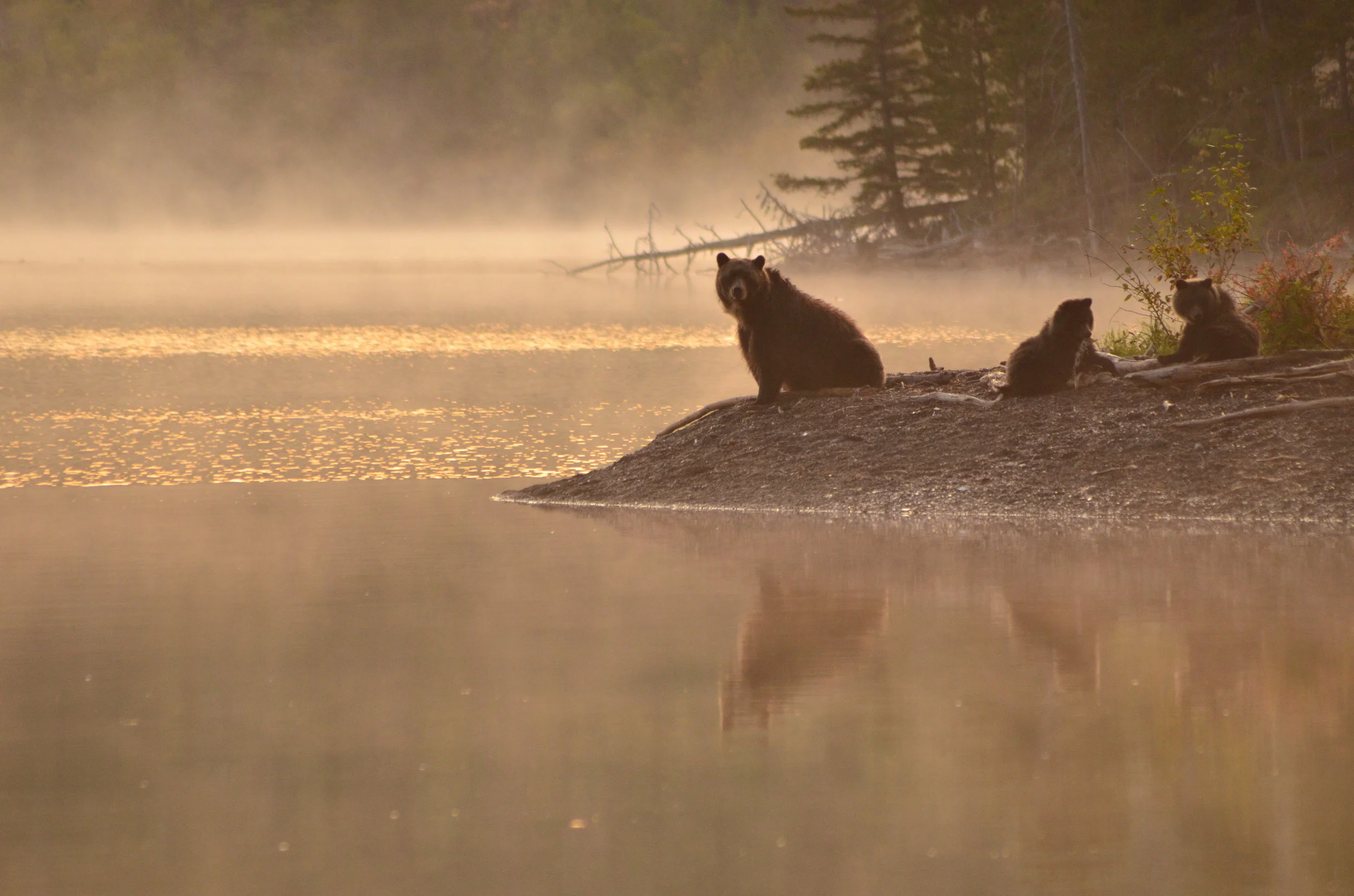 A St’át’imc approach to grizzly bear conservation: an interview with Jolene Patrick