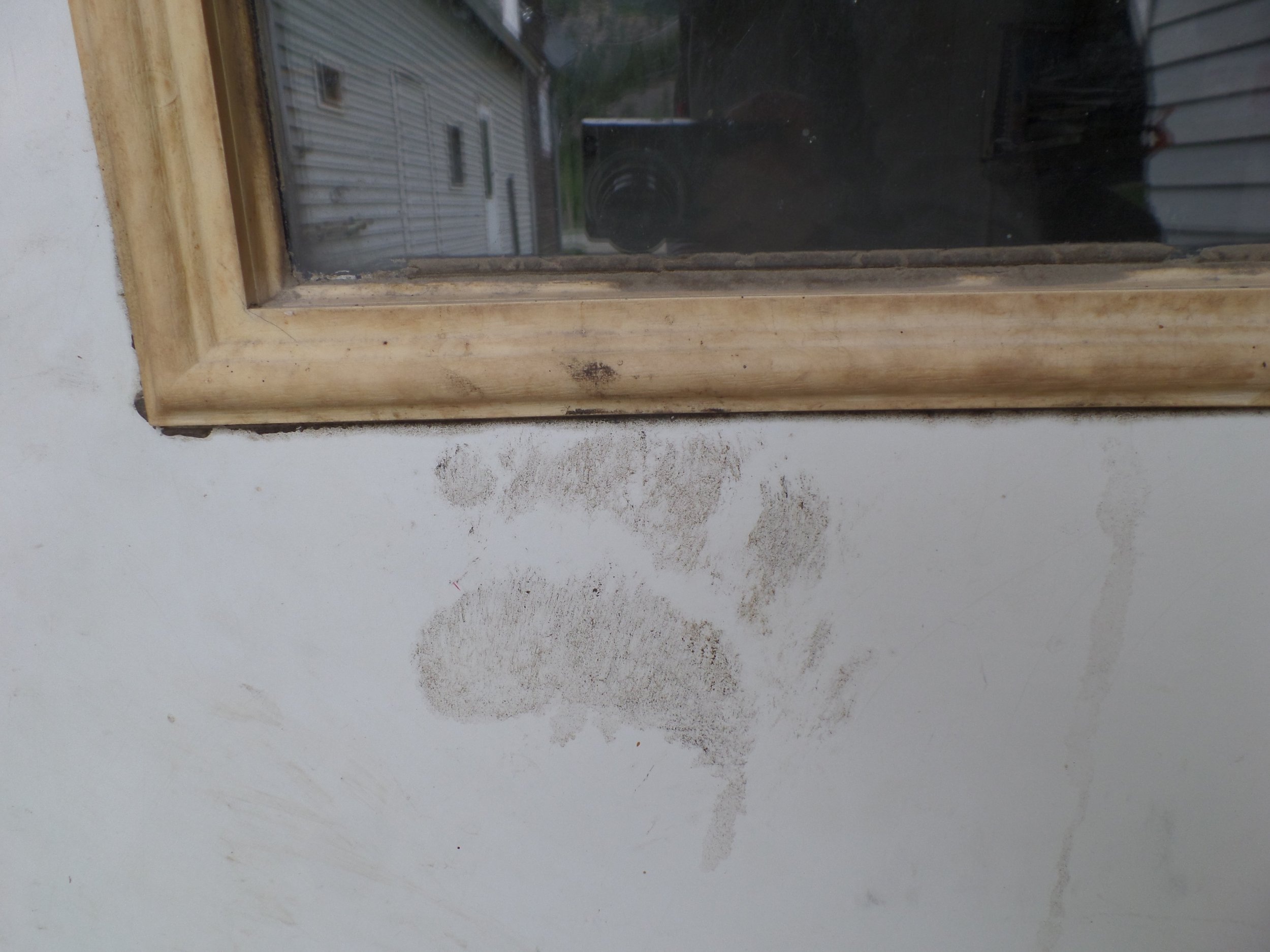  Bear paw print on the door of a local business.  Bears are very curious and are capable of opening doors on buildings and cars. 