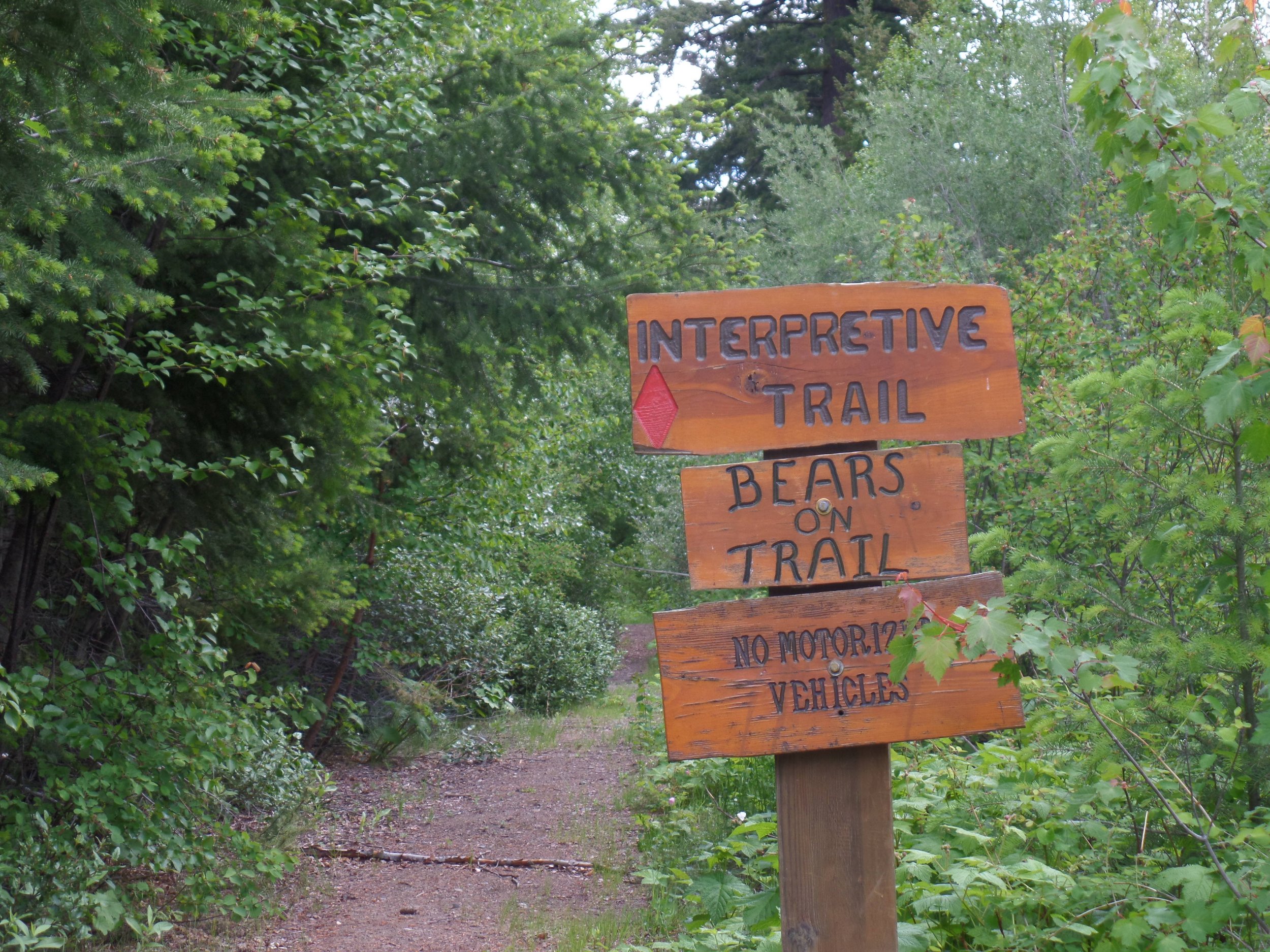  “Bears on Trail”, a sign located at the head of a popular recreational trail. 